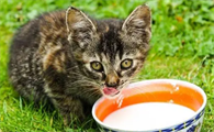 猫不能喝牛奶