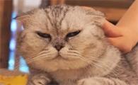 猫掉毛掉的严重是为什么