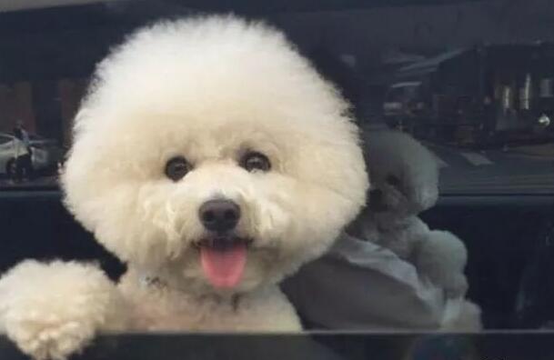 比熊会笑吗？不清楚的来看看