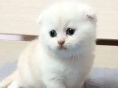 小猫受伤了用什么药最好 小猫受伤了用什么药最好