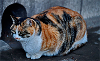 猫连续吐了好几天黄水怎么回事