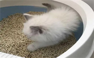 猫咪软便怎么办