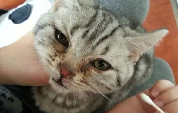猫咪突然单只眼睛红肿打喷嚏怎么回事 猫咪突然单只眼睛红肿打喷嚏怎么回事