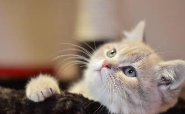 猫咪挑食，换粮不吃，我们应该怎么办？