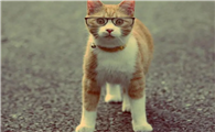 猫咪要定期驱虫吗
