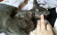 猫得了猫藓可以洗澡吗会传染吗
