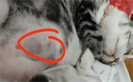 猫咪下腹部有个硬包怎么办