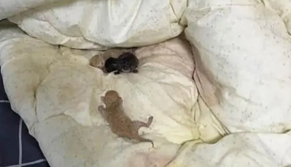 半夜睡觉被一股凉意惊醒,以为自己尿床? 半夜睡觉被一股凉意惊醒,以为自己尿床?