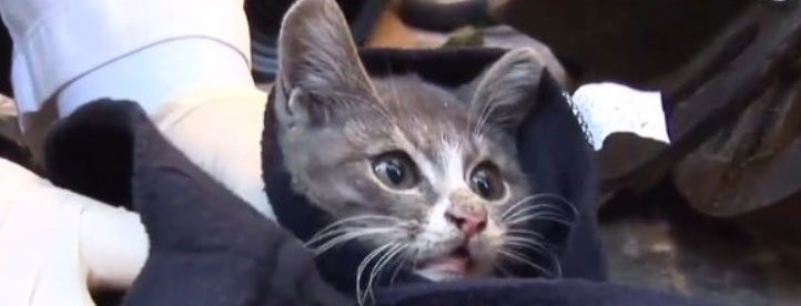 小猫捡到的肉喂给妈妈,自己胃里全是石头 小猫捡到的肉喂给妈妈,自己胃里全是石头