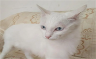 猫咪突然嫌弃一直吃的猫粮怎么办