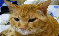 猫感冒了鼻子不通气怎么办