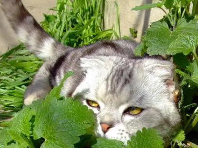 猫薄荷使用注意事项有哪些