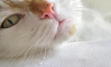 猫流口水怎么治疗能吃啥