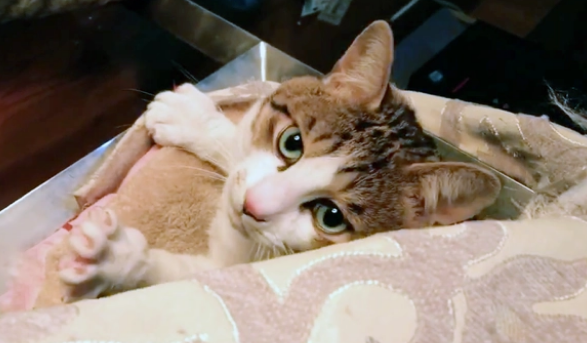 车座上不动的流浪猫,走近才明白它在求助 车座上不动的流浪猫,走近才明白它在求助