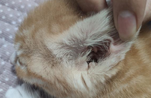 猫有耳螨用什么药好得快