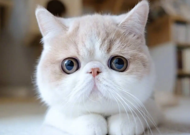 猫不吃东西精神不好是什么原因 猫不吃东西精神不好是什么原因