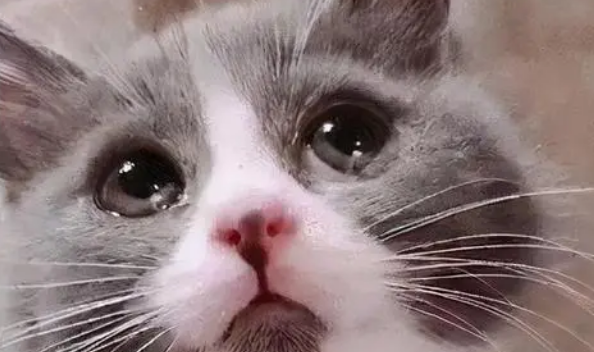 猫为什么会哭流泪呢