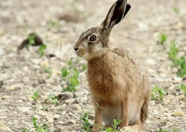 每日一问:华南兔吃什么?