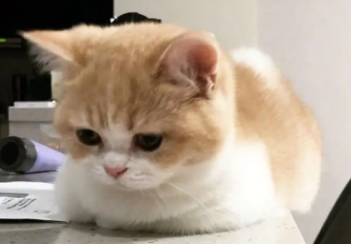 猫拉稀怎么回事