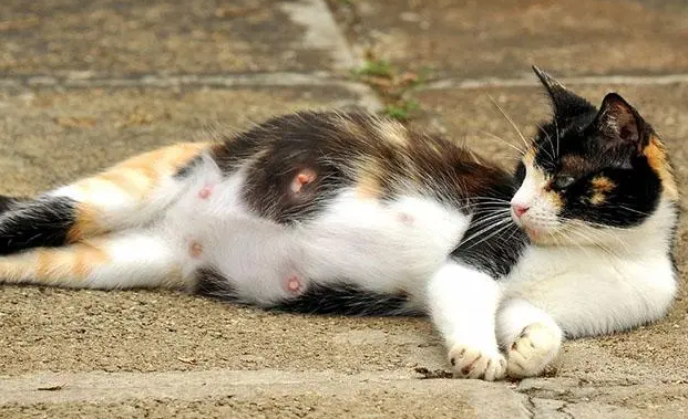 猫咪怀孕表现有哪些特征
