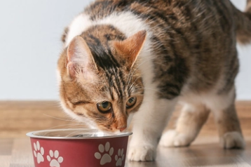 猫生完小猫吃什么下奶最快
