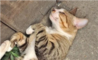猫突然暴毙 几种原因