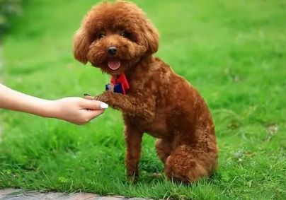 泰迪为什么一阵一阵的抖