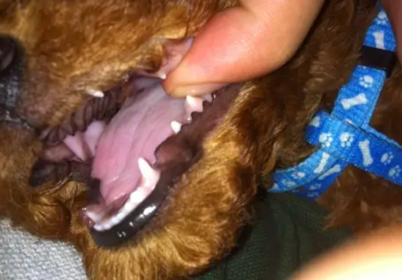 狗狗几个月换牙1”