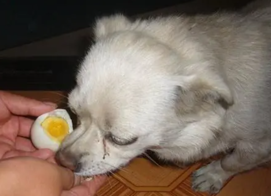 三个月小狗每天蛋黄能吃多少啊1