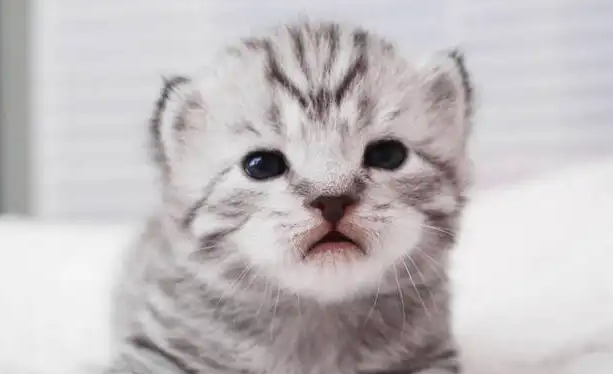 新生小猫嘴巴吐粘液