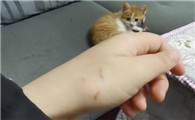 猫打了狂犬疫苗被猫抓出血了怎么办