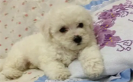 比熊幼犬掉毛是什么原因造成的