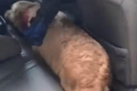 路上发现一只流浪金毛,发现是一年前丢的狗 路上发现一只流浪金毛,发现是一年前丢的狗