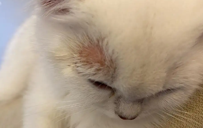 猫咪的猫癣怎么治最有效 猫咪的猫癣怎么治最有效