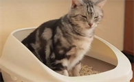 猫砂盆多久彻底清洗一次比较好