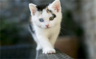 猫耳朵热正常吗
