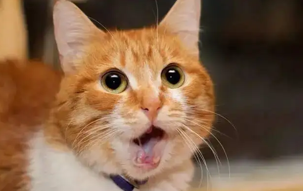 小猫打喷嚏流鼻涕怎么办？试试这个办法