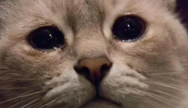 小猫咪眼睛一直流眼泪怎么回事啊