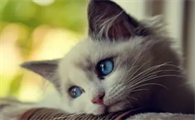 榴莲对猫有什么危害？感兴趣的快来看看！