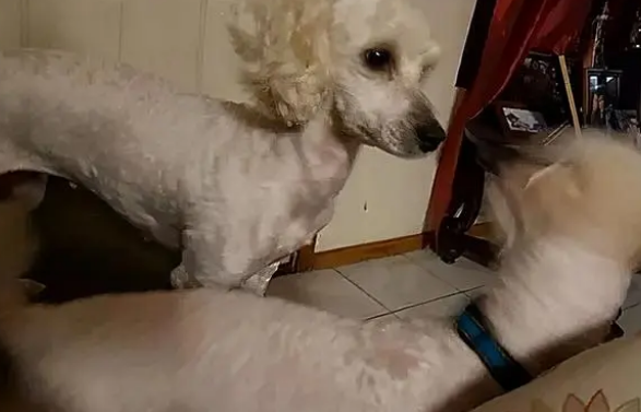 白狗看到自己的爱情结晶坐不住了，脸冒绿光