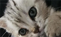 猫鼻支后遗症