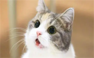 出生小猫多久睁眼睛正常