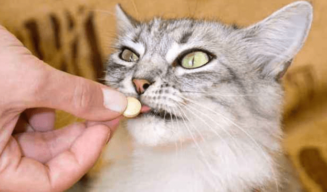 猫反复呕吐