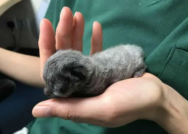 小猫脐带剪了不绑行吗? 小猫脐带剪了不绑行吗?