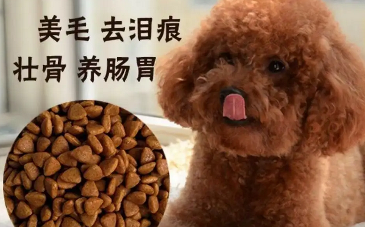 什么狗粮适合泰迪更好