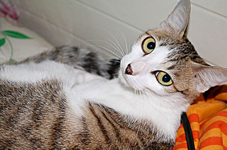 猫猫经常呕吐怎么办啊
