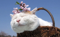猫咪春天爱睡觉正常吗
