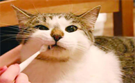猫咪口臭怎么办该怎样消除