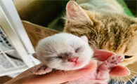 刚出生的小猫死没死怎么判断