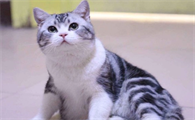 美短猫鼻子上的毛变黄了